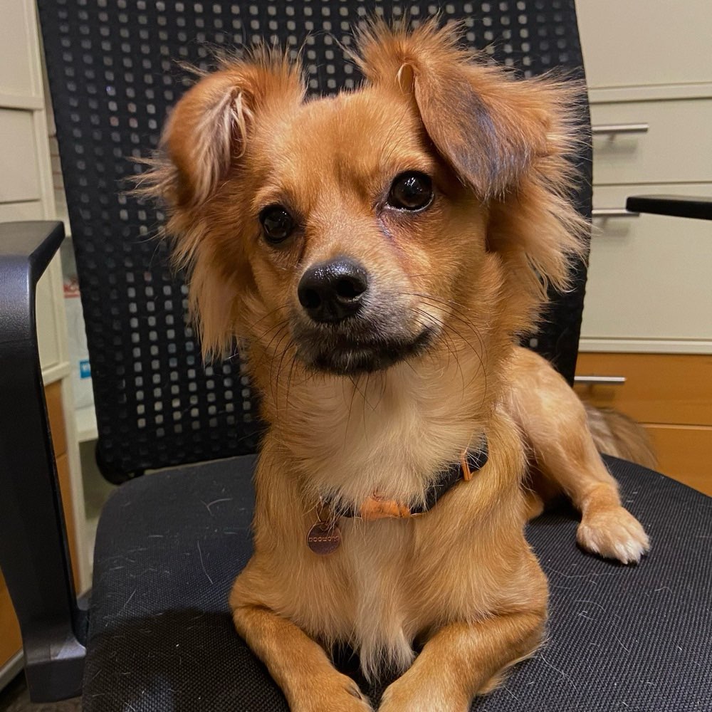 Hundetreffen-Hundebegegnugen ggf. Spielen-Profilbild