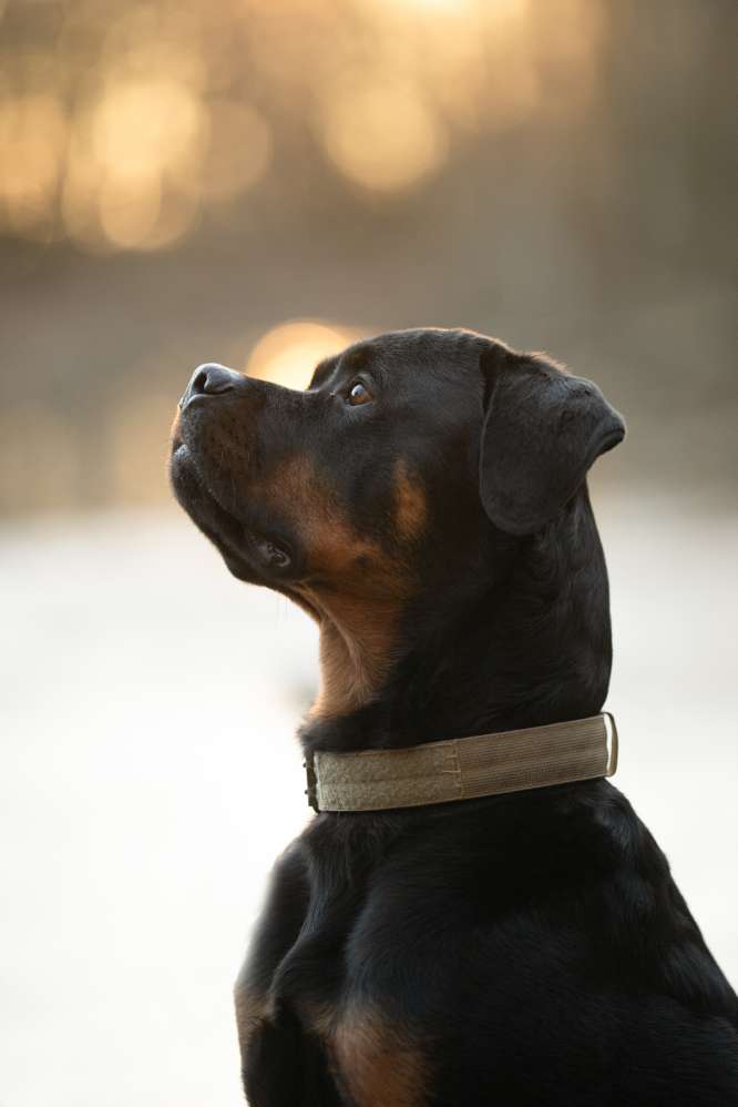 Hundetreffen-Hund Fotoshooting-Profilbild