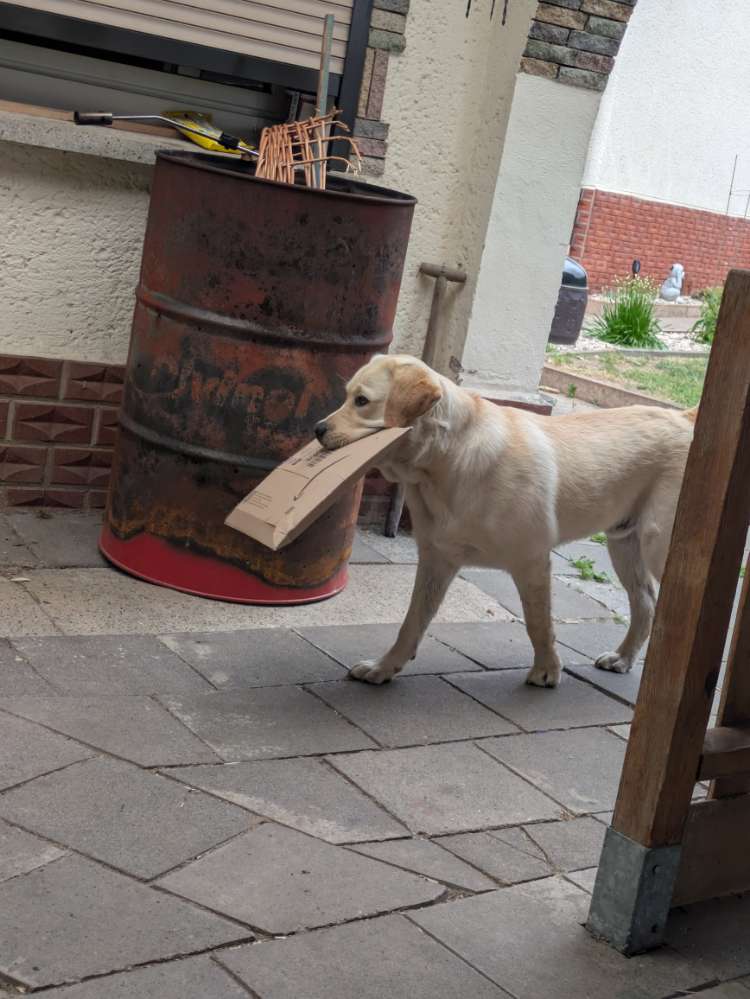 Hundetreffen-Suche einen Spielkameraden-Profilbild