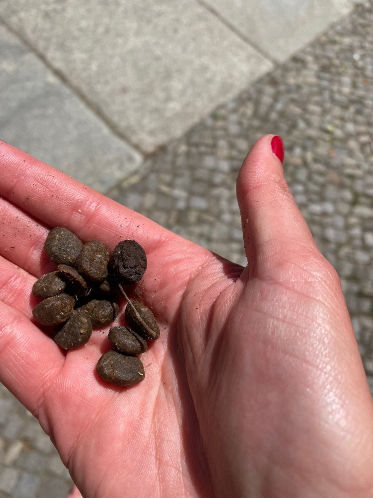 Giftköder-Giftköder oder Leckerlis-Profilbild