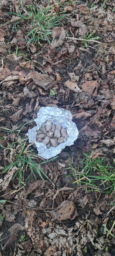 Giftköder-Evtl. Giftköder (Geflügelherzen?)-Profilbild