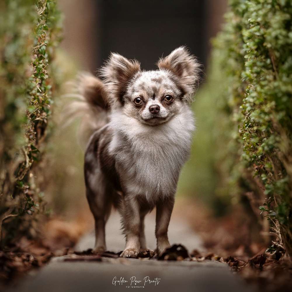 Hundetreffen-Dein Shooting✨️-Profilbild