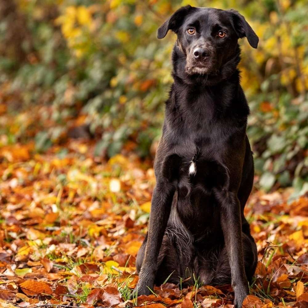 Hundetreffen-Spazieren, Spielen & Trainieren-Profilbild