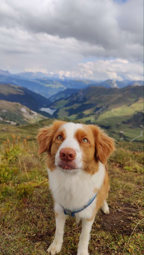 Hundetreffen-Gemeinsames Training-Profilbild