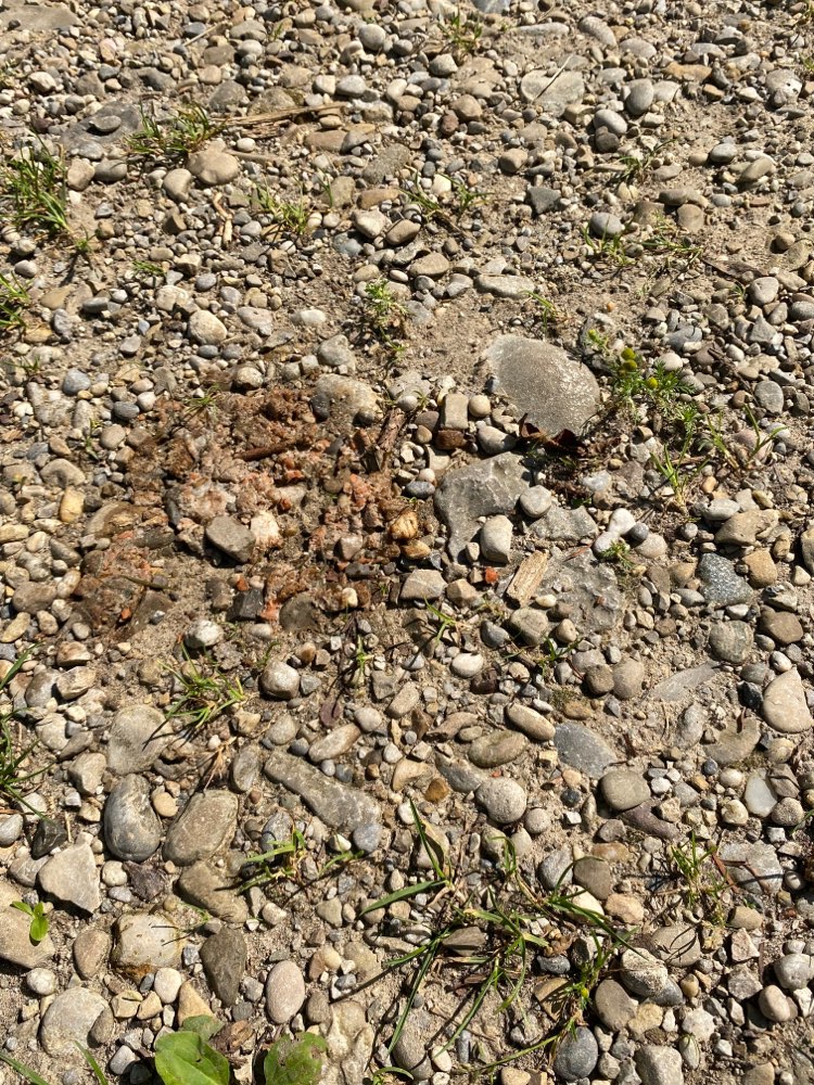 Giftköder-Giftköder? Eingetrocknetes Nassfutter-Profilbild