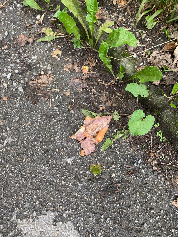 Giftköder-Giftköder!!-Profilbild