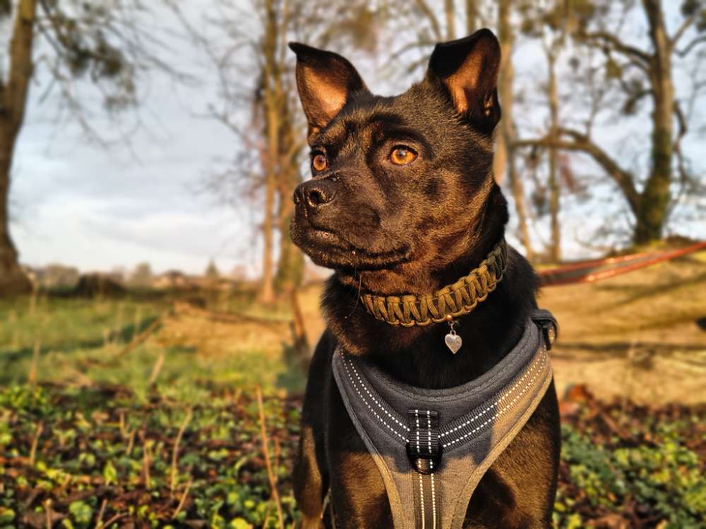 Hundetreffen-Suchen Hunde Freunde für gemeinsame Spaziergänge-Profilbild