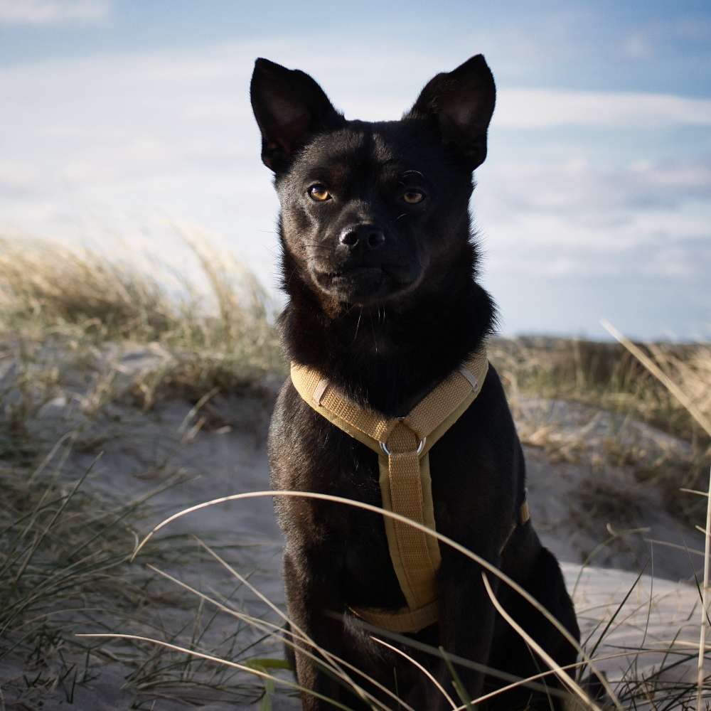 Hundetreffen-Suchen Hunde Freunde für gemeinsame Spaziergänge-Profilbild