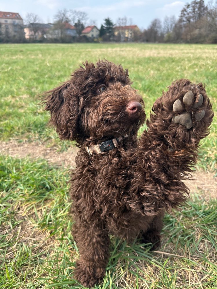 Hundetreffen-Spieltreffen-Profilbild