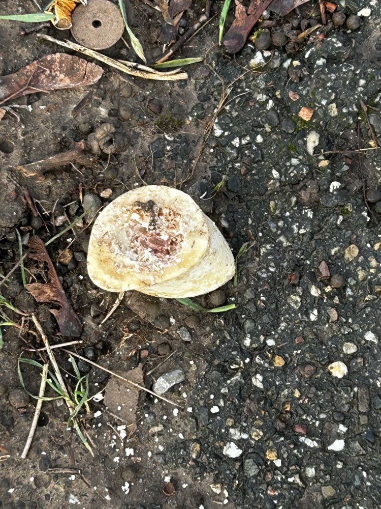 Giftköder-Eventueller Giftköder-Profilbild