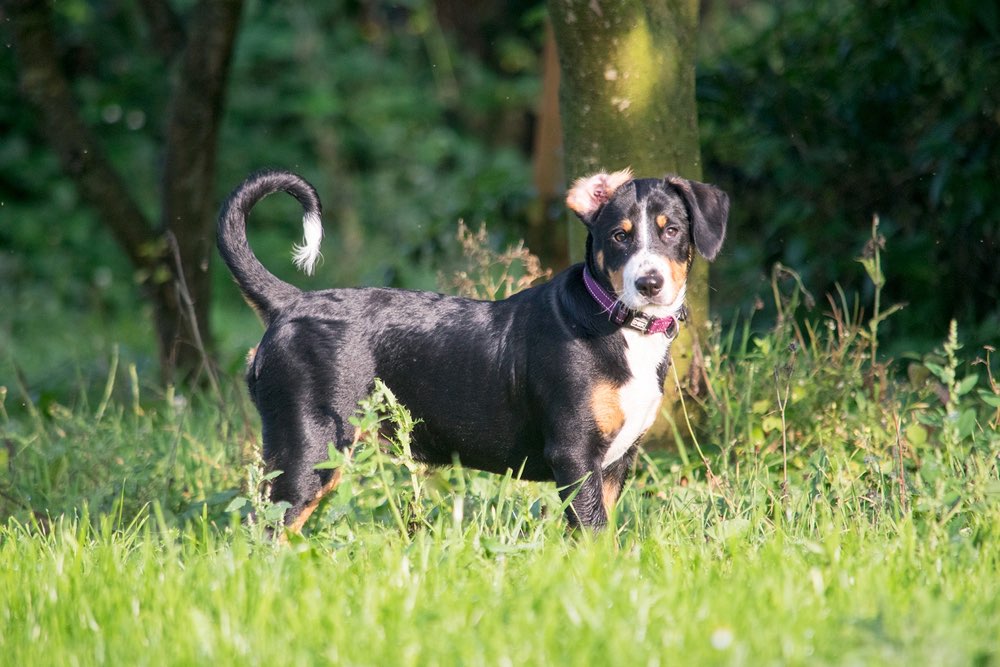 Hundetreffen-Hundetreff in Tecklenburg-Profilbild