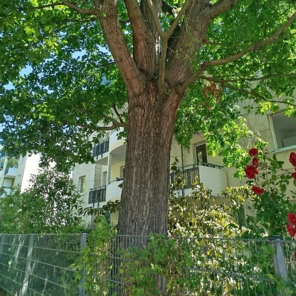 Giftköder-Eichenprozessionsspinner Nest gesichtet-Profilbild
