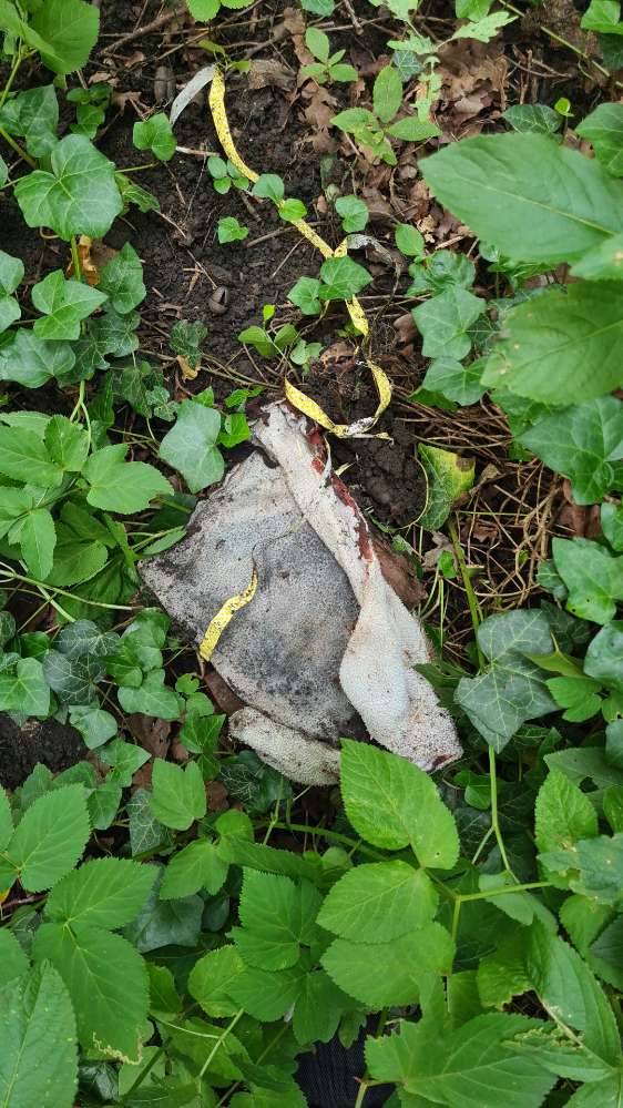 Giftköder-Vergrabenes "Fleisch" ?!-Profilbild