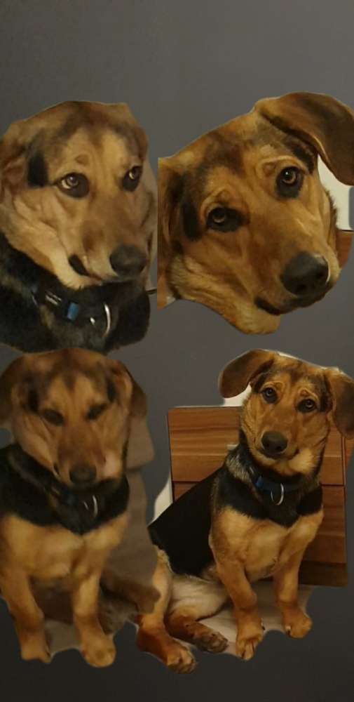 Hundetreffen-Hundetreff-Profilbild
