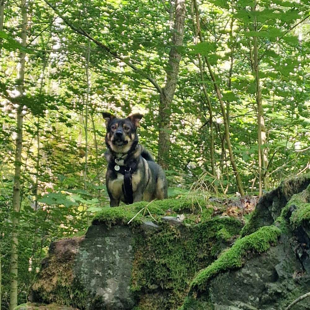 Hundetreffen-Trainingsspaziergang-Profilbild