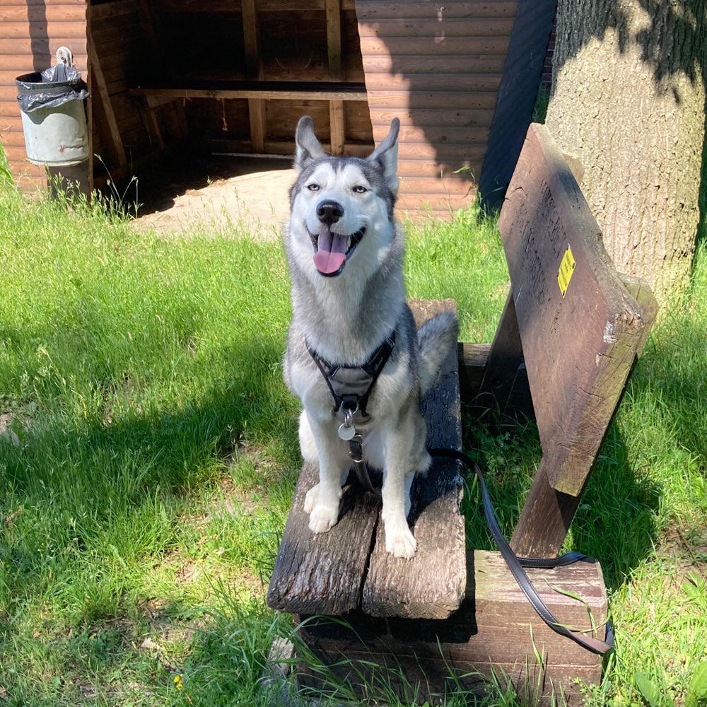 Hundetreffen-Spielrunde mit 1 jährigen Husky-Profilbild