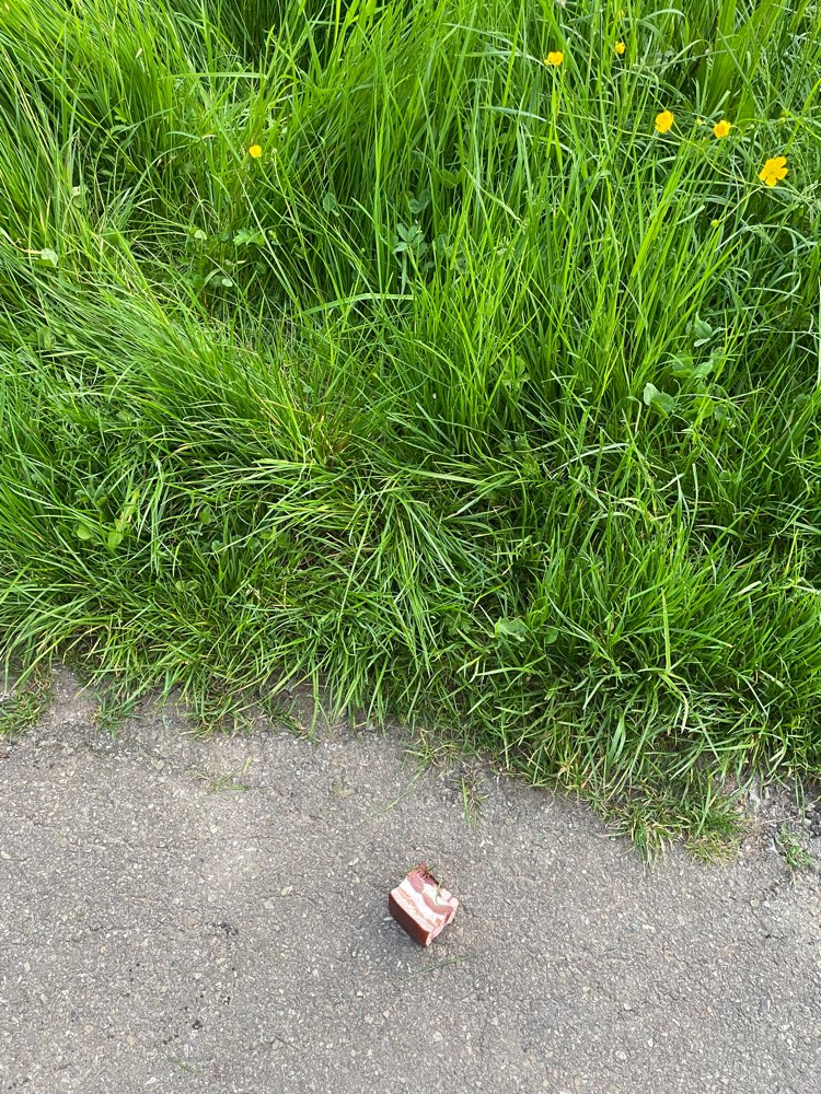 Giftköder-Ganzes Stück Speck im hohen Gras-Profilbild