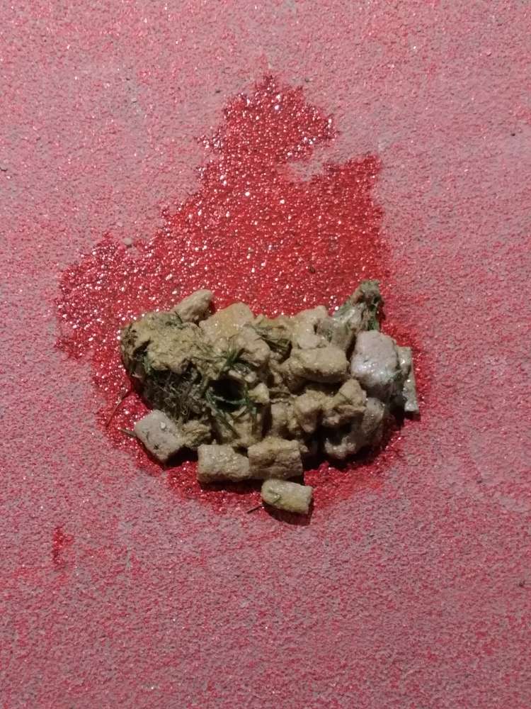 Giftköder-Eventuell Giftköder.-Profilbild