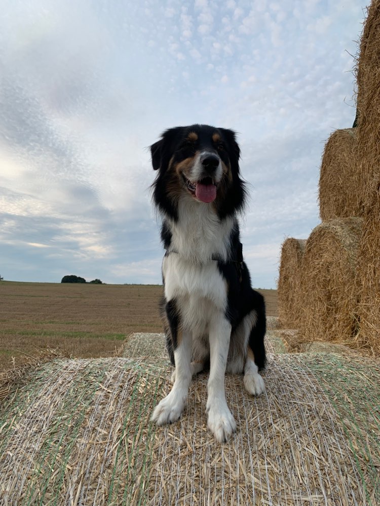 Hundetreffen-Shepherd-Treff-Profilbild