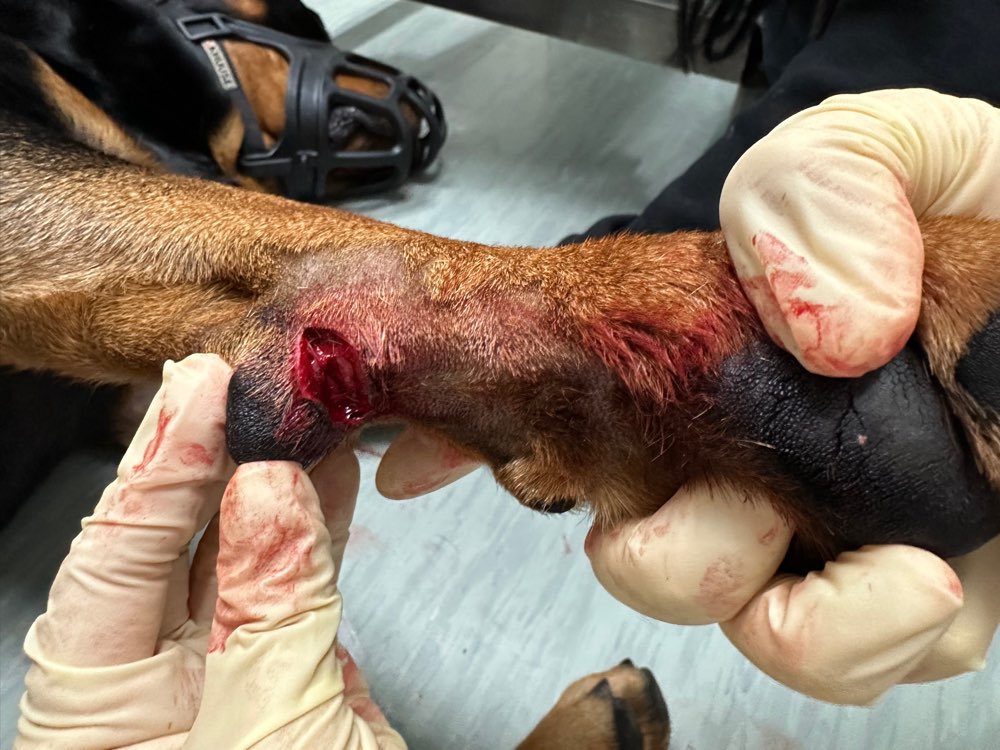 Giftköder-RASIERKLINGEN/GLASSCHERBEN-Profilbild