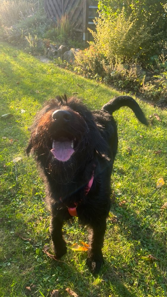 Hundetreffen-Spiel- und Spazierbuddies für Freddie gesucht-Profilbild