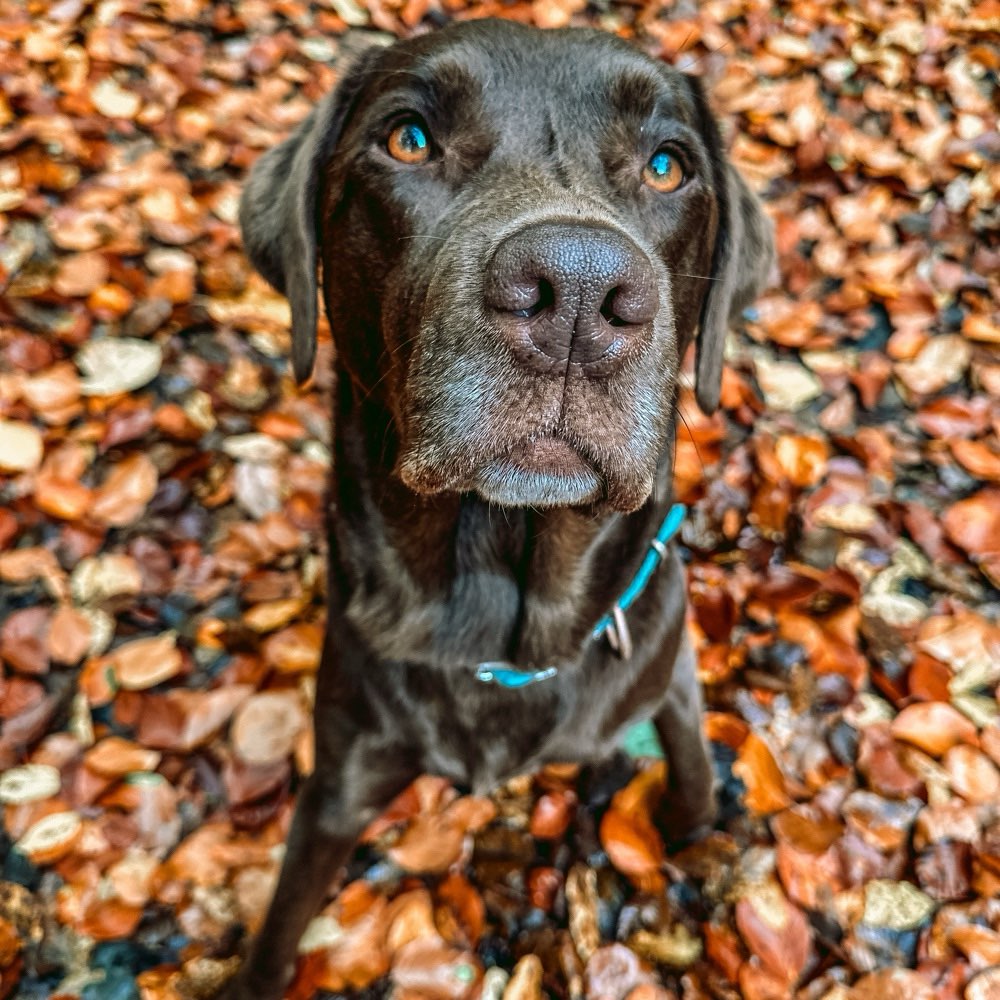 Hundetreffen-Schöne Spaziergänge & viel Spaß & Freude, auch gerne ohne Leine-Profilbild