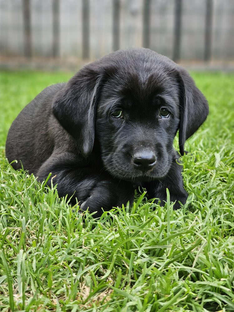 Hundetreffen-Welpentreffen in/ um Bernbeuren-Profilbild
