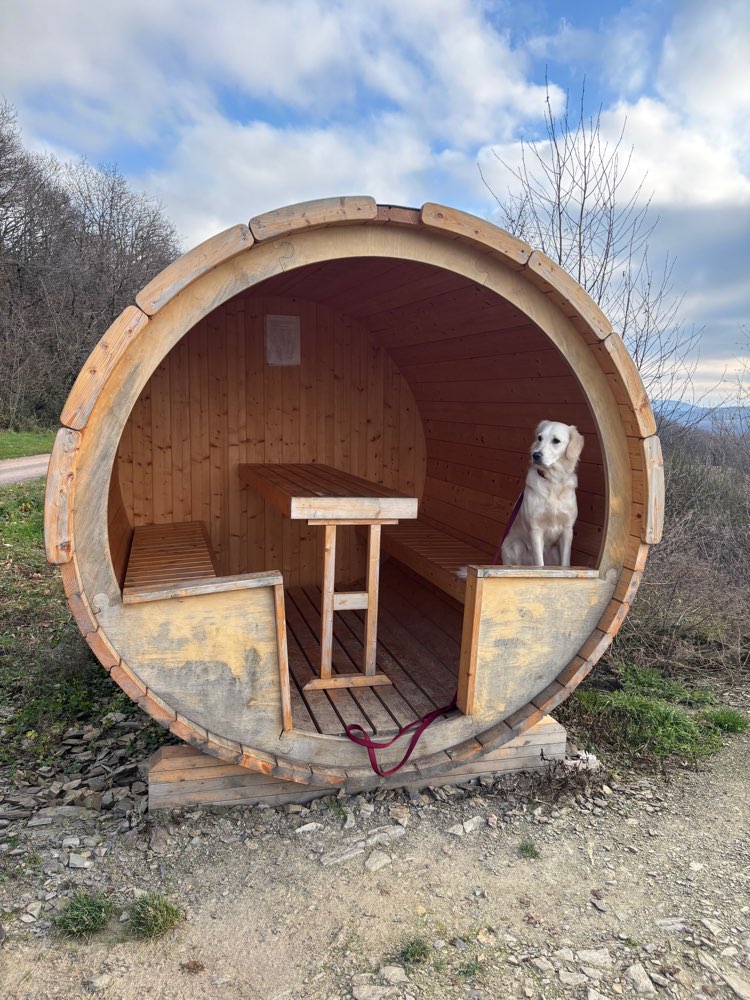 Hundetreffen-Hundefreunde gesucht🐾-Profilbild