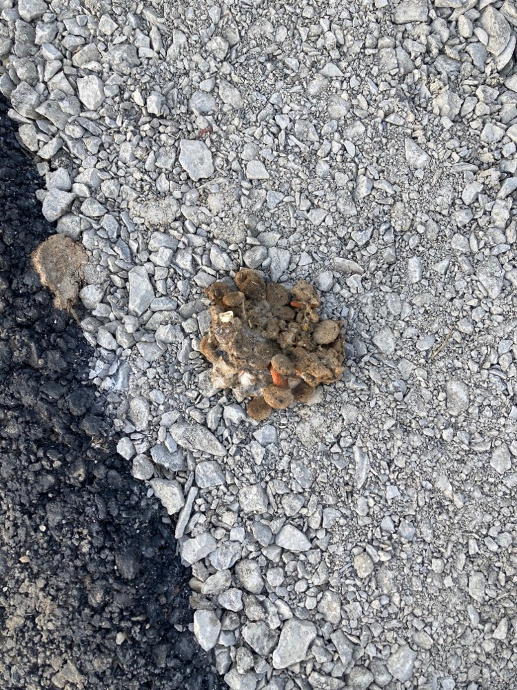 Giftköder-Erbrochenes-Profilbild