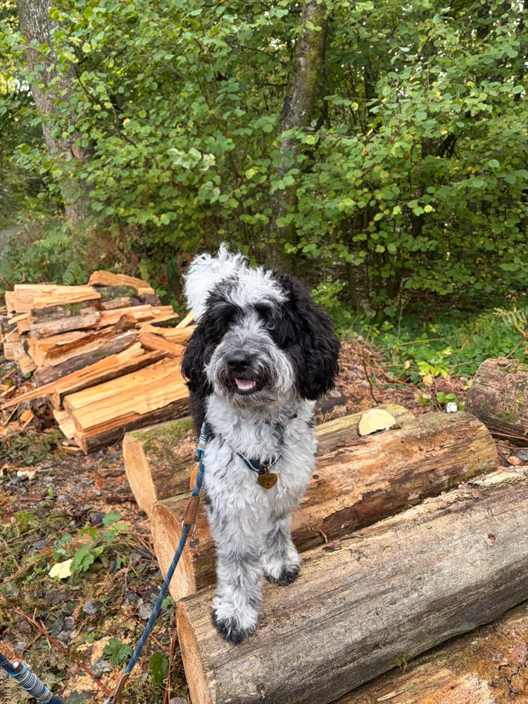 Hundetreffen-Gemeinsame Gassirunden-Profilbild