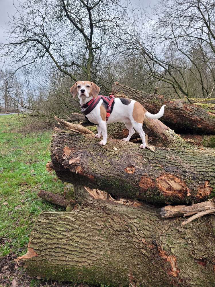 Hundetreffen-Spielen und Gassigehen-Profilbild