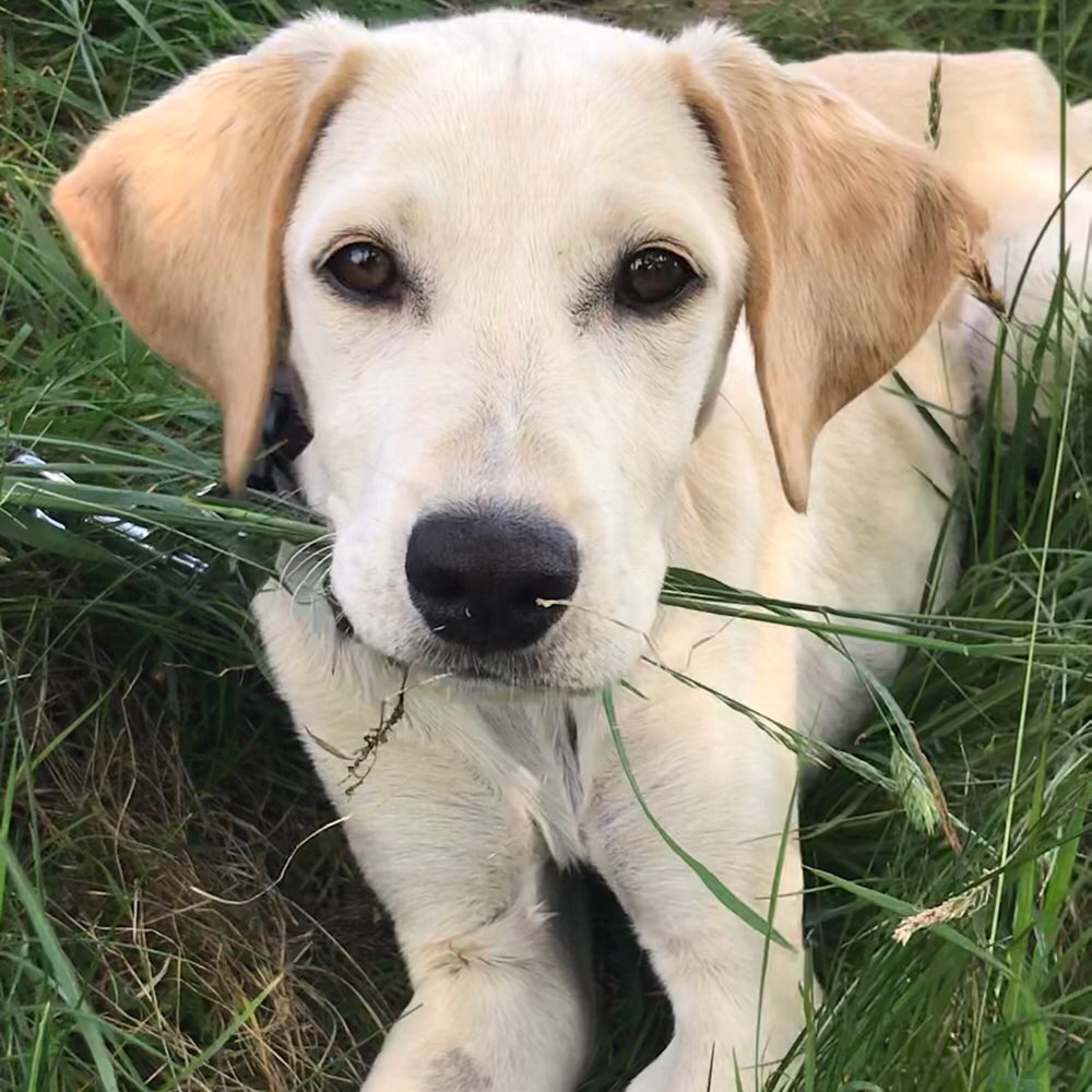 Hundetreffen-Spiel- und Gassi-Treffen-Profilbild