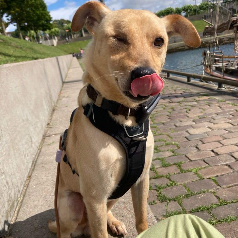 Hundetreffen-Hundebegegnung üben 🐕-Profilbild