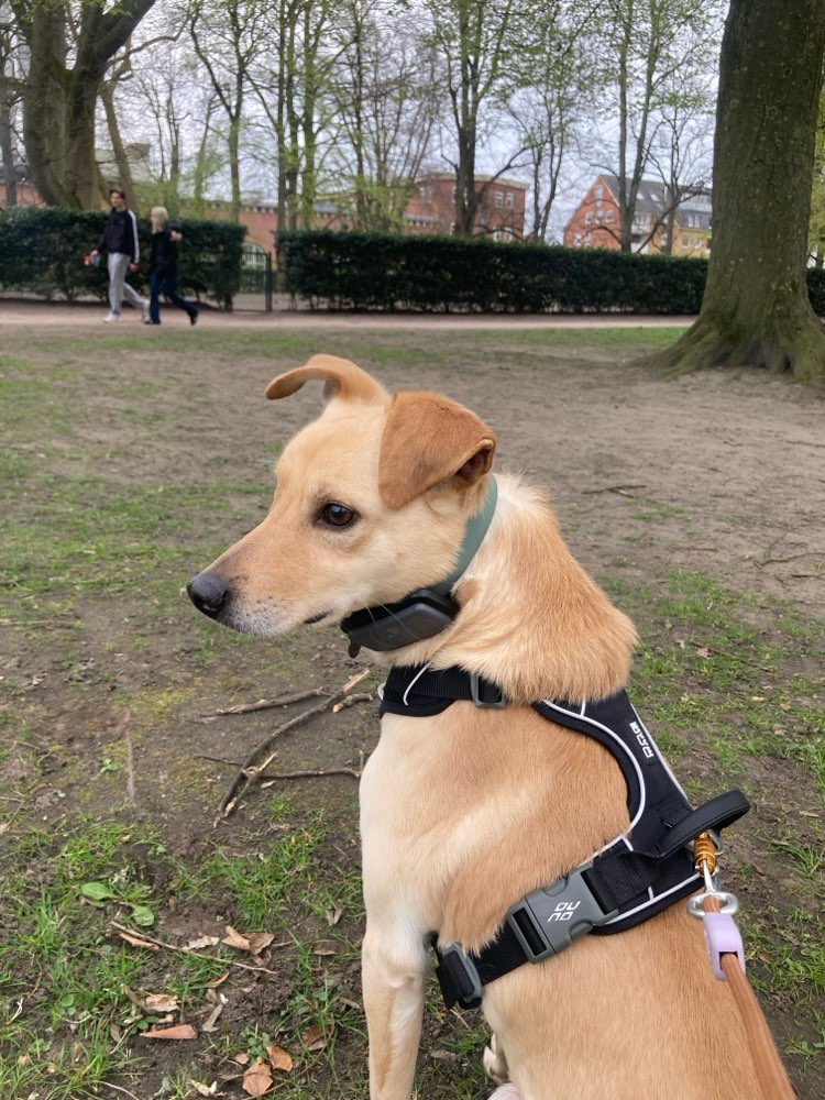 Hundetreffen-Hundebegegnung üben 🐕-Profilbild