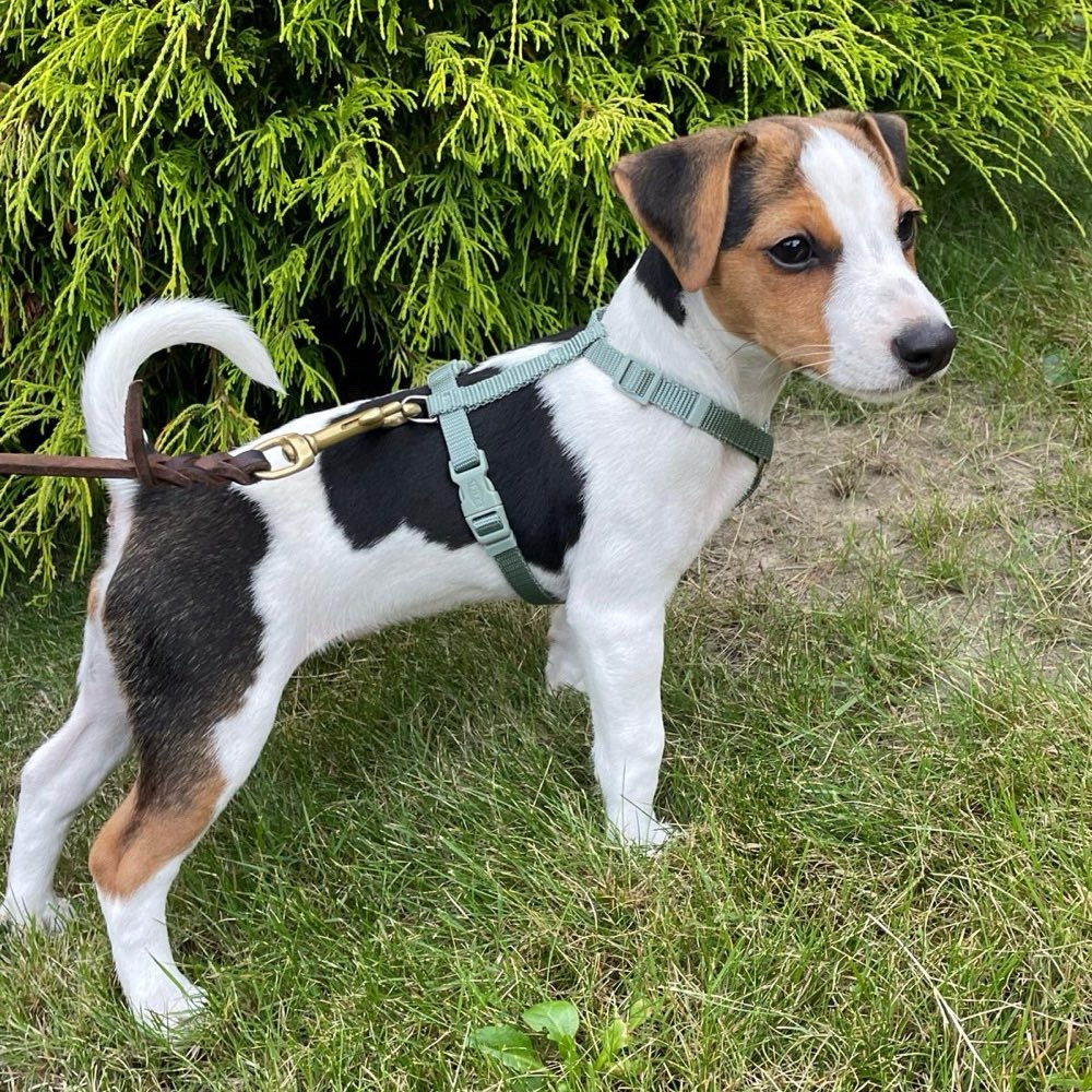 Hundetreffen-Welpentreff Weitmar Mitte-Profilbild