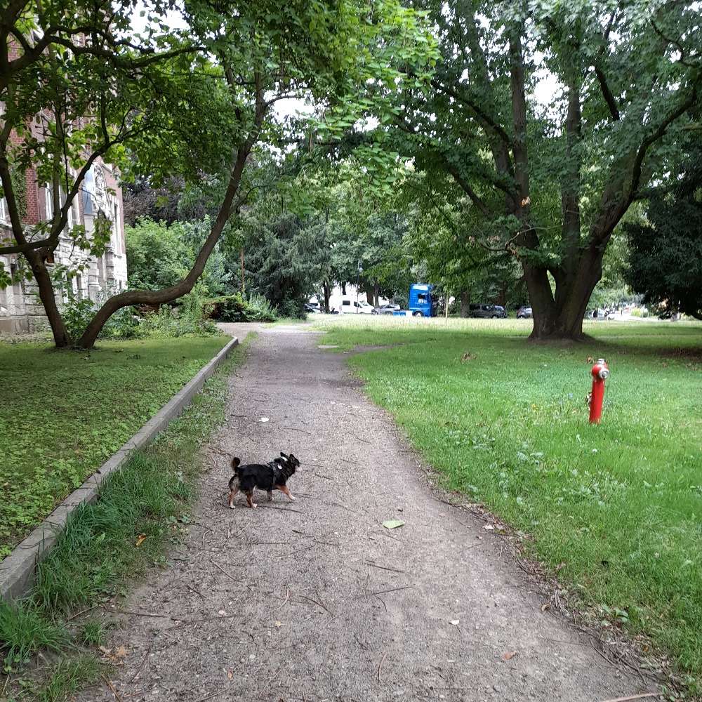 Hundetreffen-Senioren Spaziergang-Profilbild