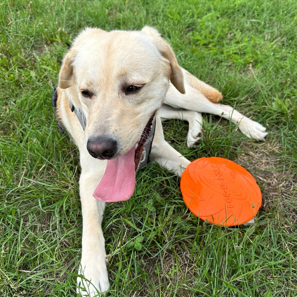 Hundetreffen-Spielkamerad gesucht 🐾-Profilbild