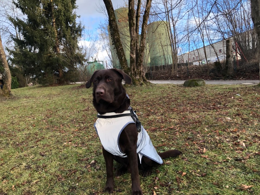 Hundetreffen-Gassi gehe Runde-Profilbild