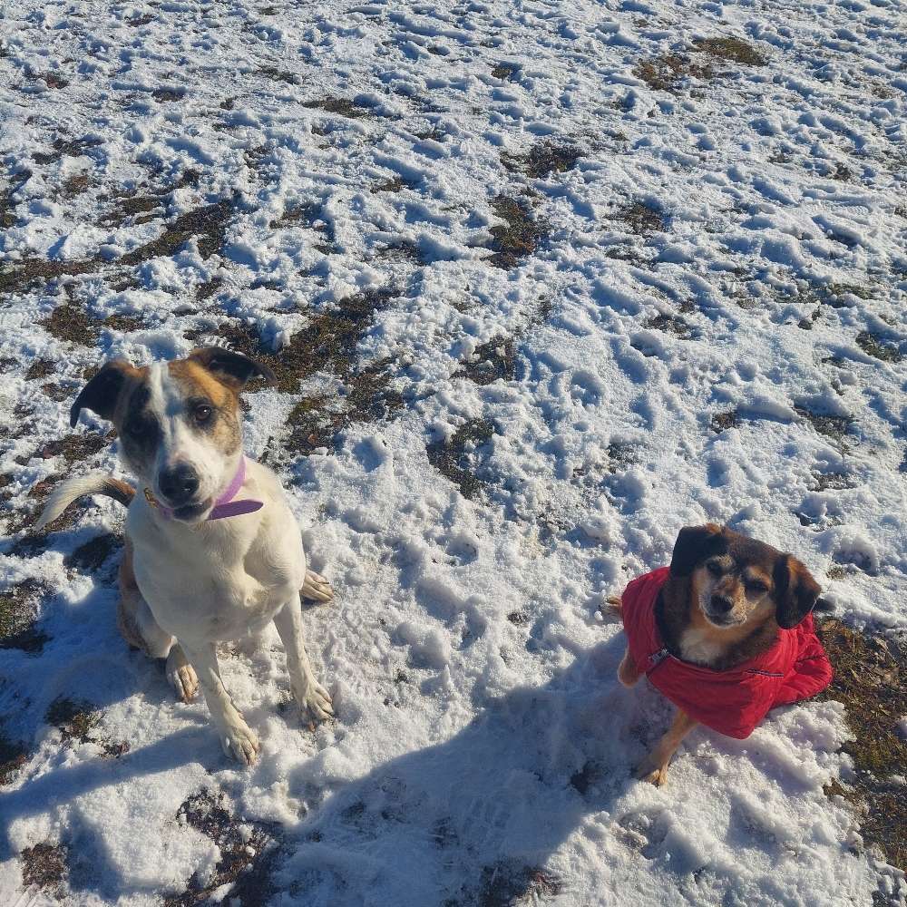 Hundetreffen-Social Walk-Profilbild