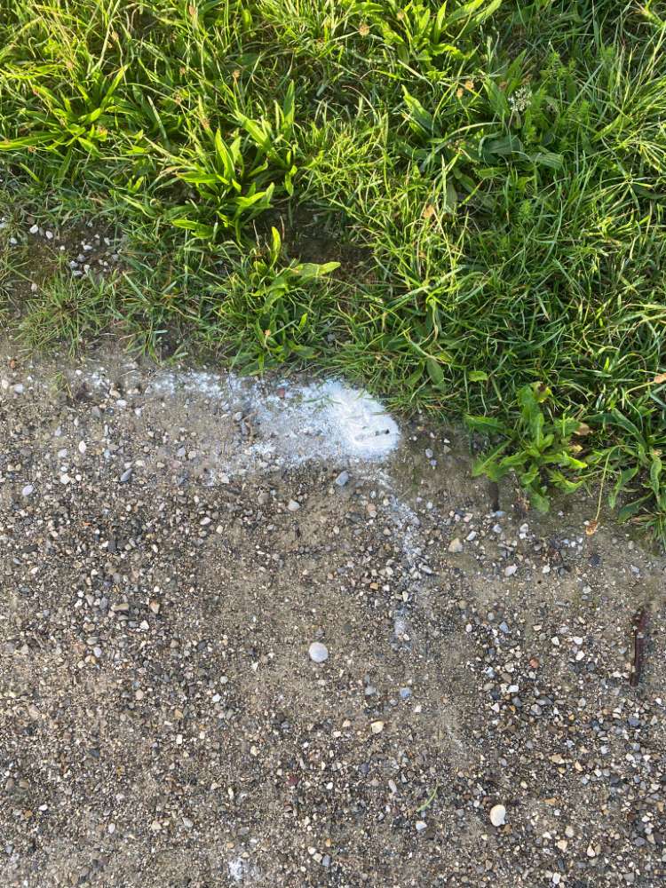 Giftköder-Weisses pulver-Profilbild