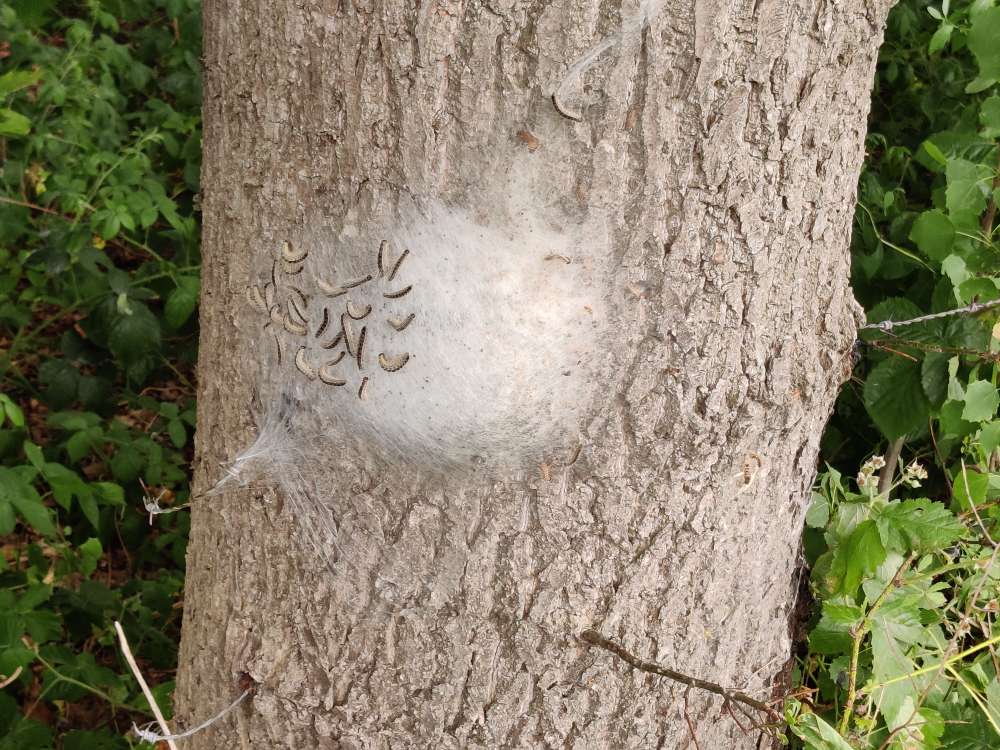 Giftköder-Eichenprozessionsspinner-Profilbild