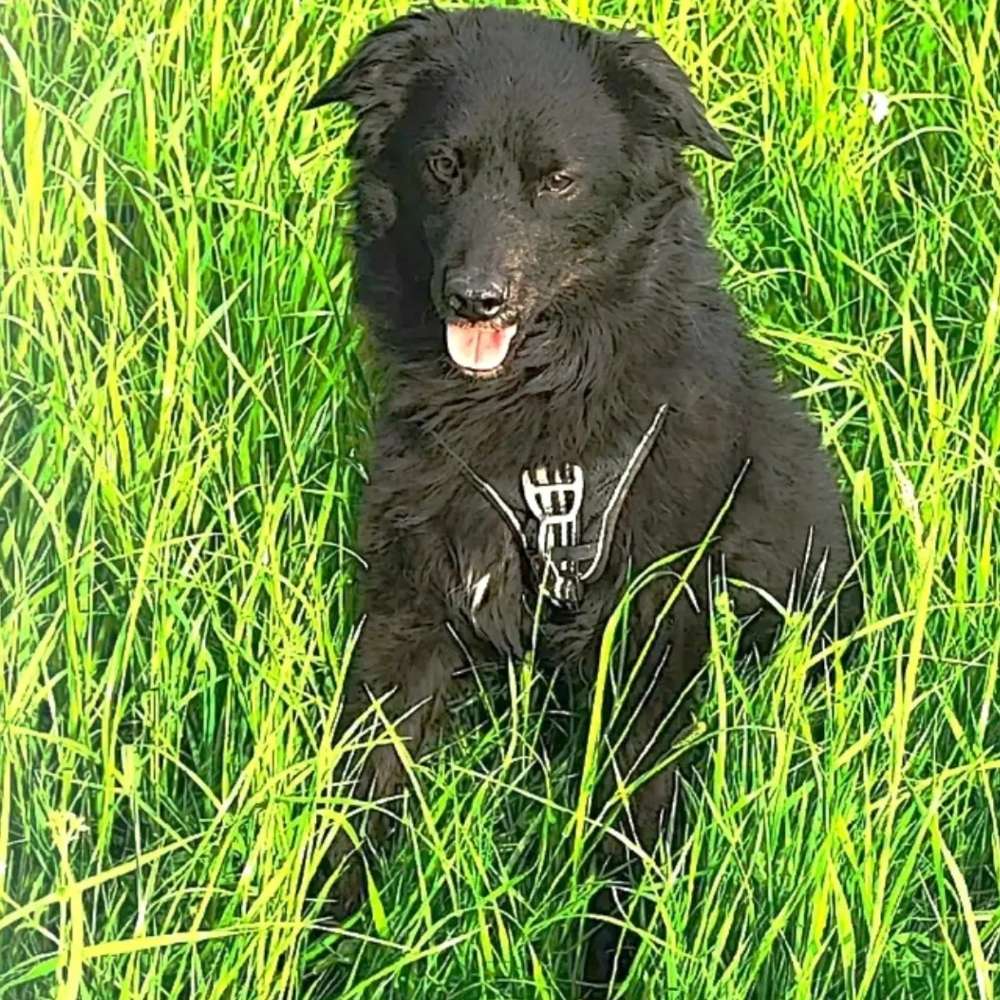 Hundetreffen-Gassi und Spiele treffen-Profilbild