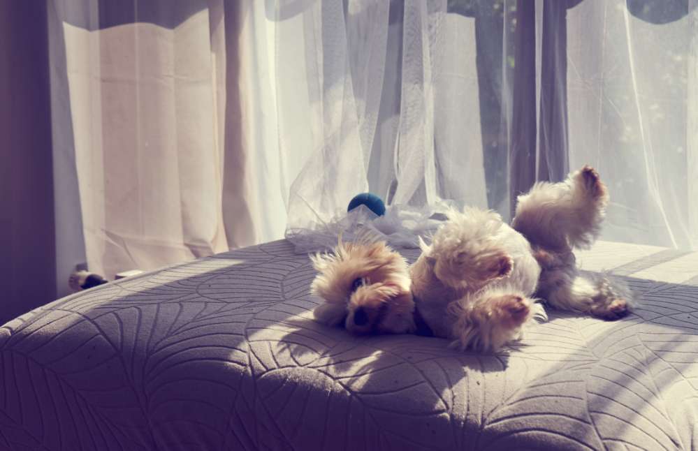 Hundetreffen-Gassi- und Spielfreunde gesucht-Profilbild