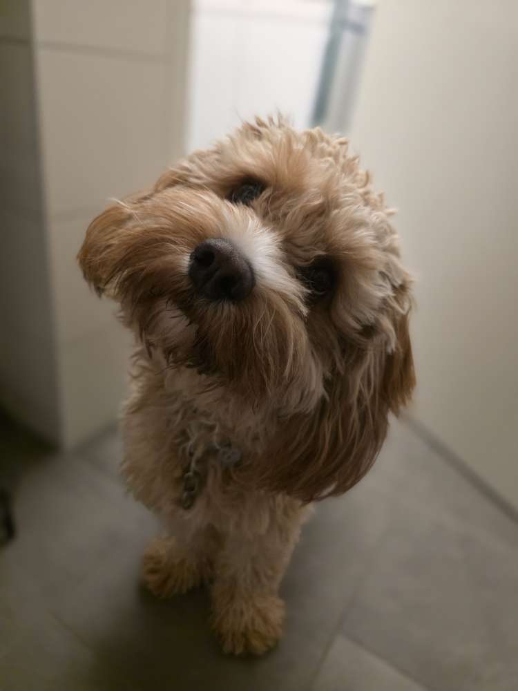 Hundetreffen-Hundebegegnungen üben-Profilbild