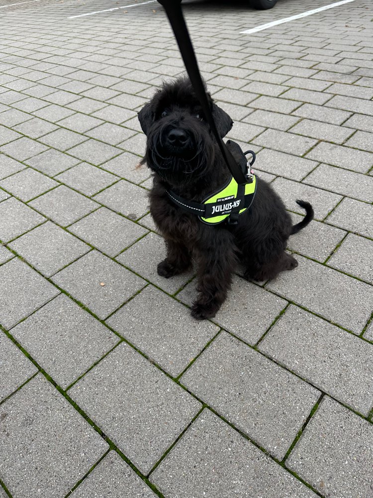 Hundetreffen-Spiel Hunde gesucht-Profilbild