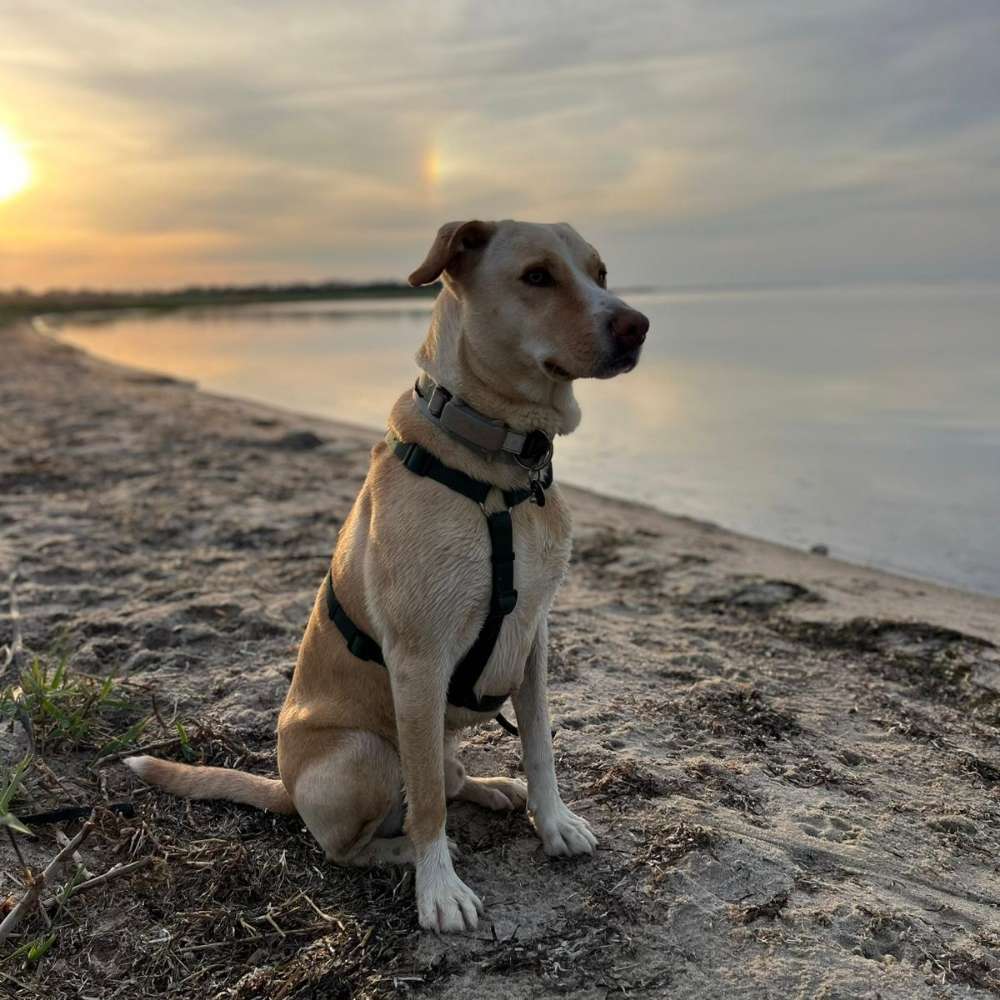 Hundetreffen-Spieltreff für Power dogs!-Profilbild