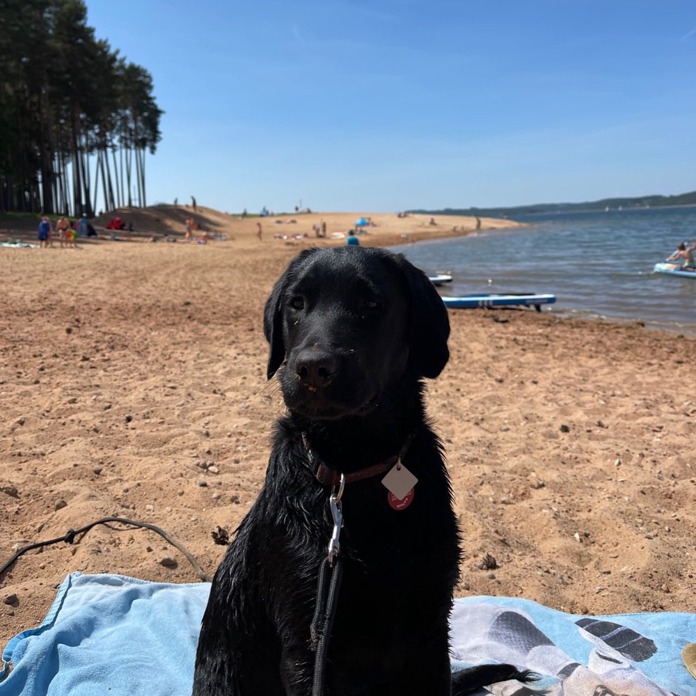 Hundetreffen-Gassi-, Schwimm- und Spielrunden-Profilbild