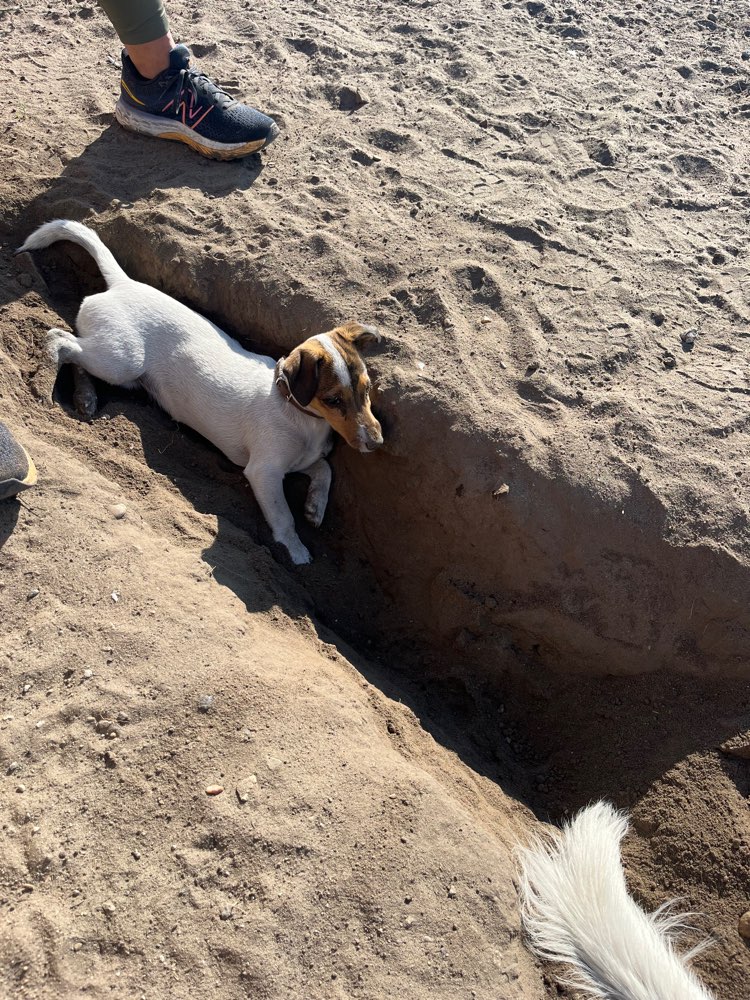 Hundetreffen-Hundebuddys gesucht-Profilbild