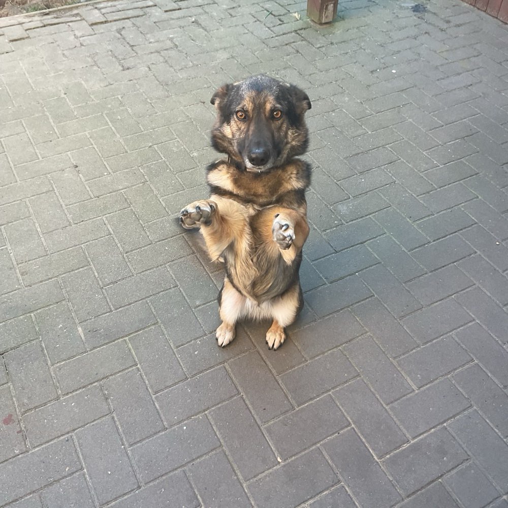 Hundetreffen-Alle treffen-Profilbild