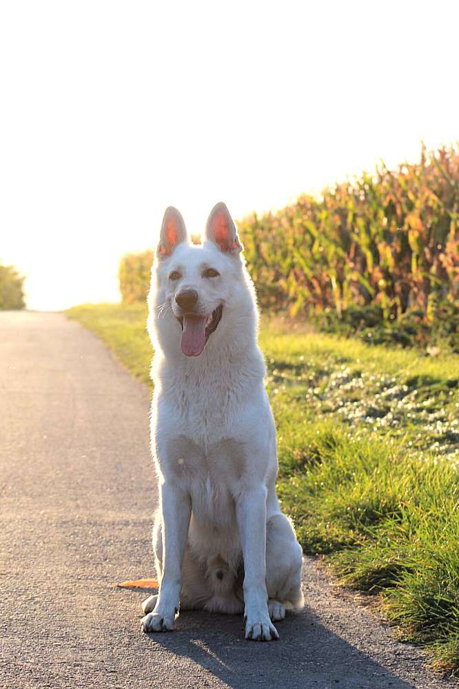 Hundetreffen-Stundis gesucht f. Trainings-Gassi-Profilbild